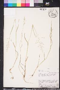 Poa sylvestris image