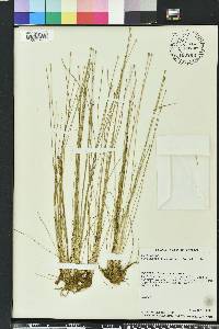 Eleocharis flavescens image