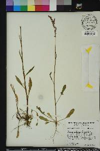 Rumex hastatulus image