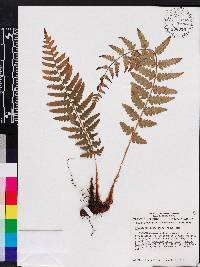 Dryopteris ludoviciana image