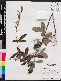 Desmodium incanum image