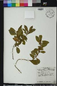 Lyonia fruticosa image