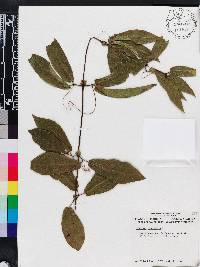 Bignonia capreolata image