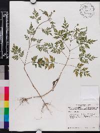 Bidens bipinnata image