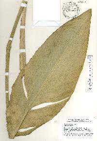 Strelitzia reginae image