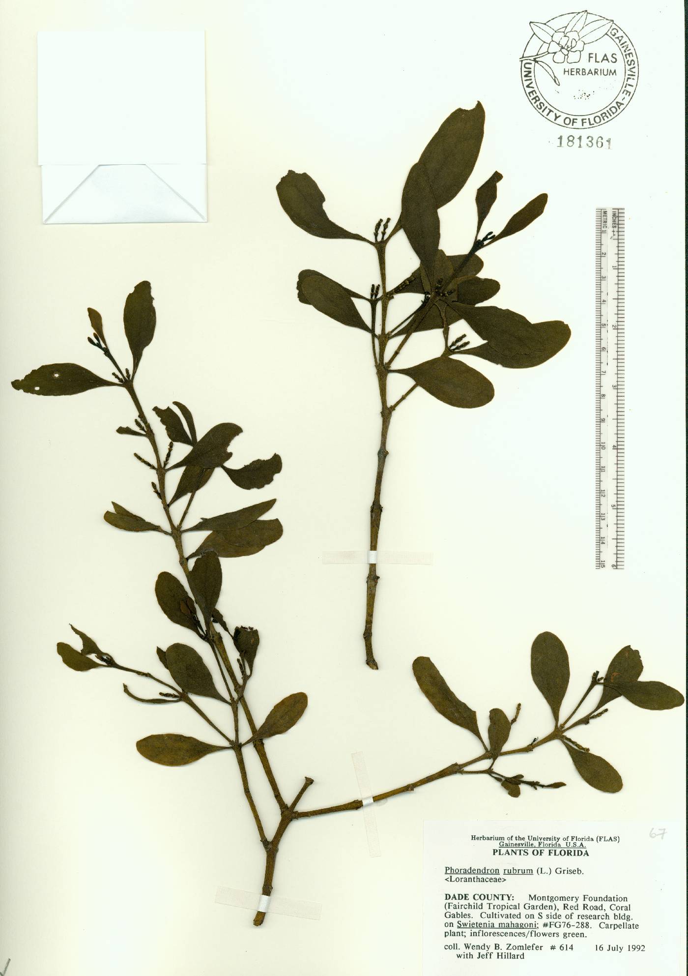 Phoradendron rubrum image