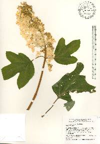 Hydrangea quercifolia image