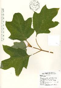 Hydrangea quercifolia image