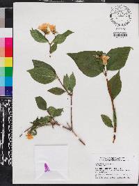 Philadelphus inodorus image