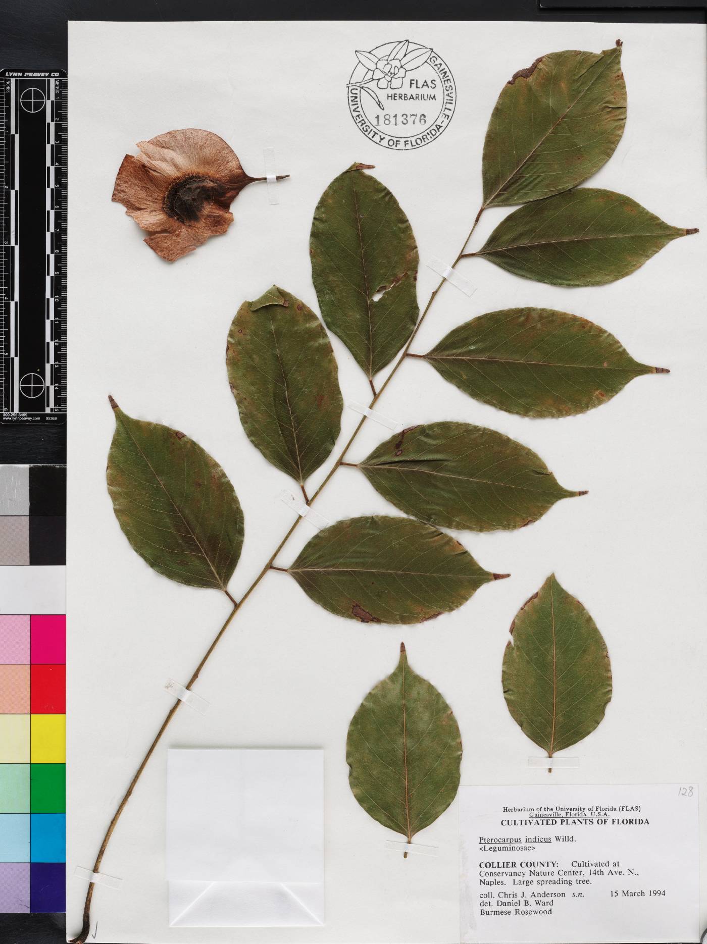 Pterocarpus indicus image