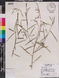 Ludwigia octovalvis image