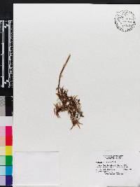 Catasetum barbatum image