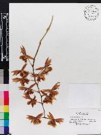 Catasetum fimbriatum image