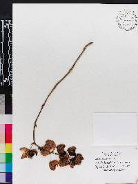 Catasetum luridum image