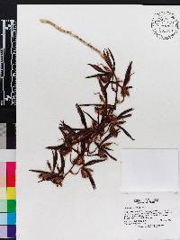 Catasetum saccatum image