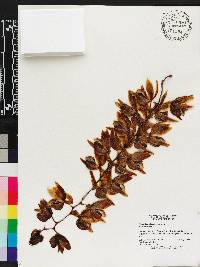Clowesia dodsoniana image