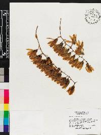 Clowesia dodsoniana image