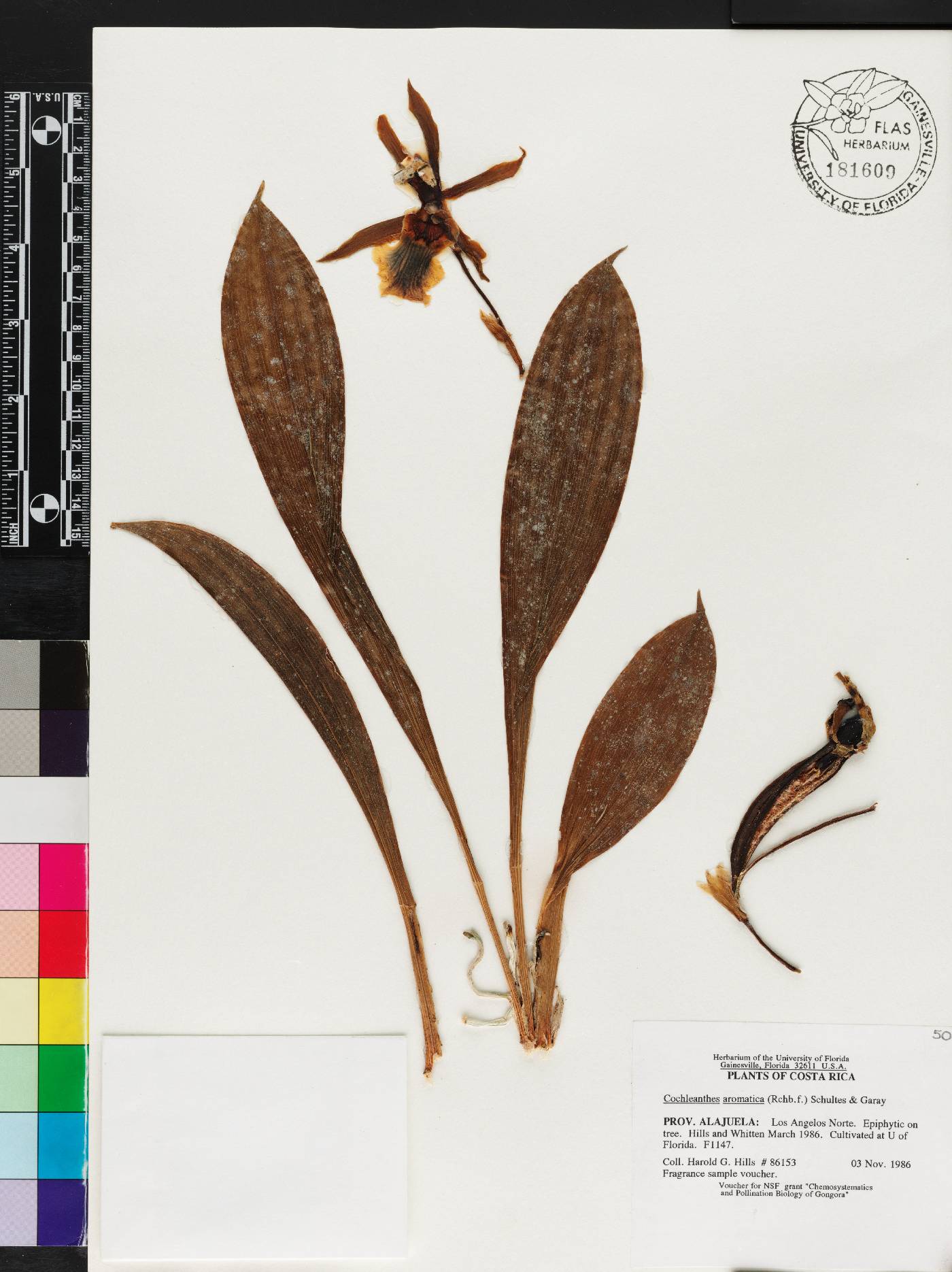 Cochleanthes aromatica image