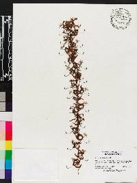 Cycnoches peruvianum image