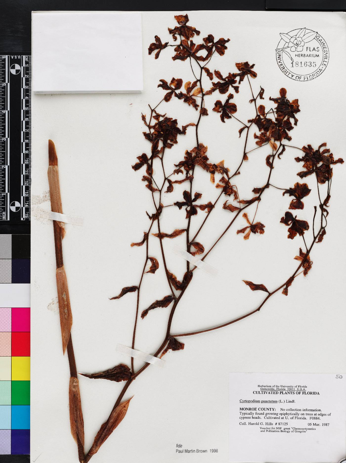 Cyrtopodium punctatum image