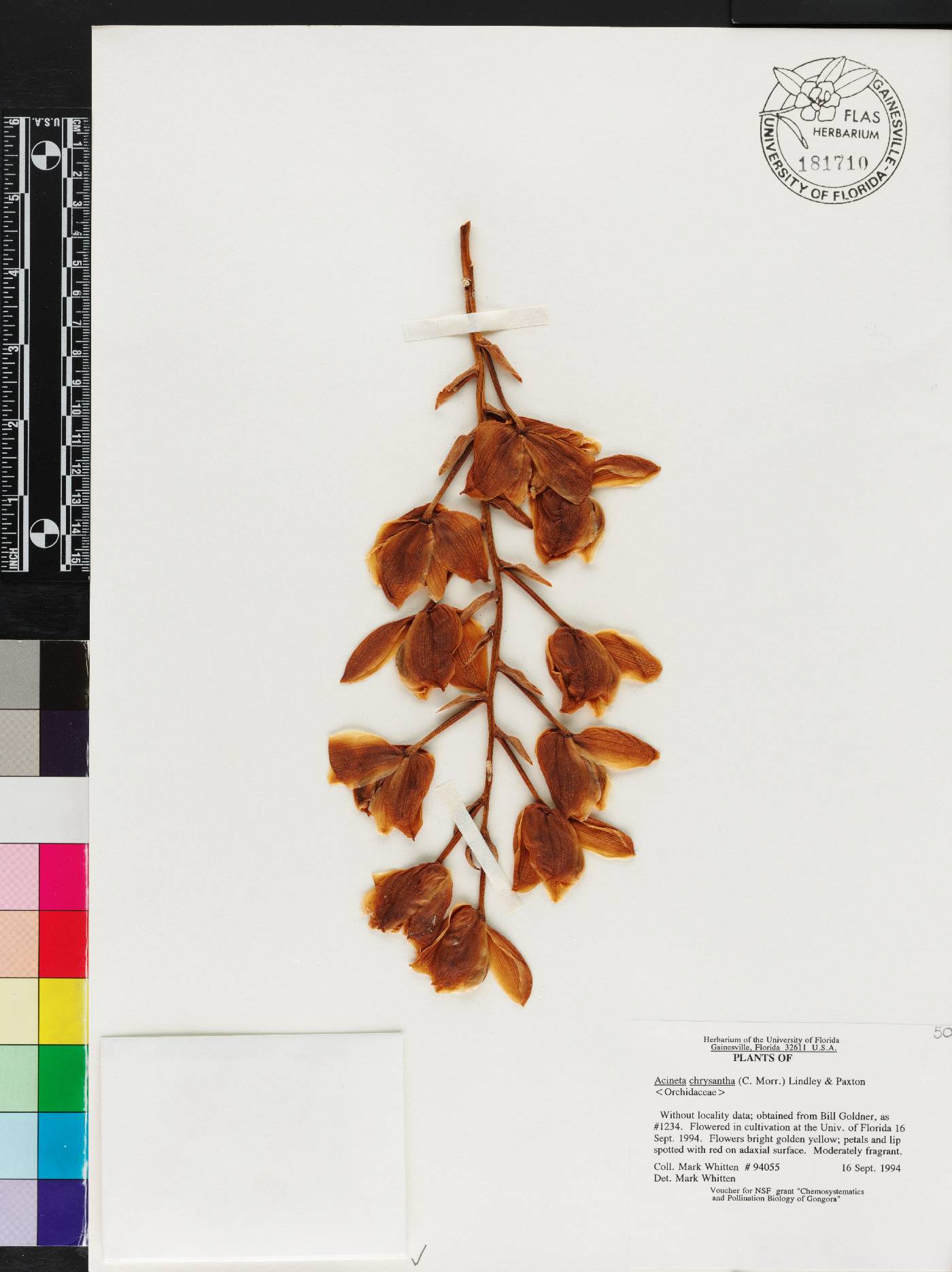 Acineta chrysantha image