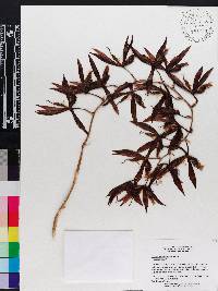 Catasetum saccatum image