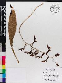 Catasetum stevensonii image