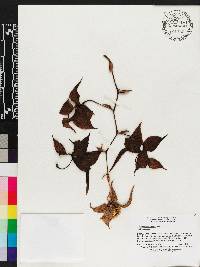 Image of Cycnoches lehmannii