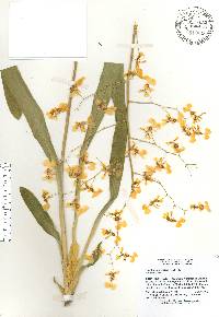 Oncidium obryzatum image