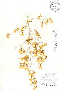 Oncidium obryzatum image