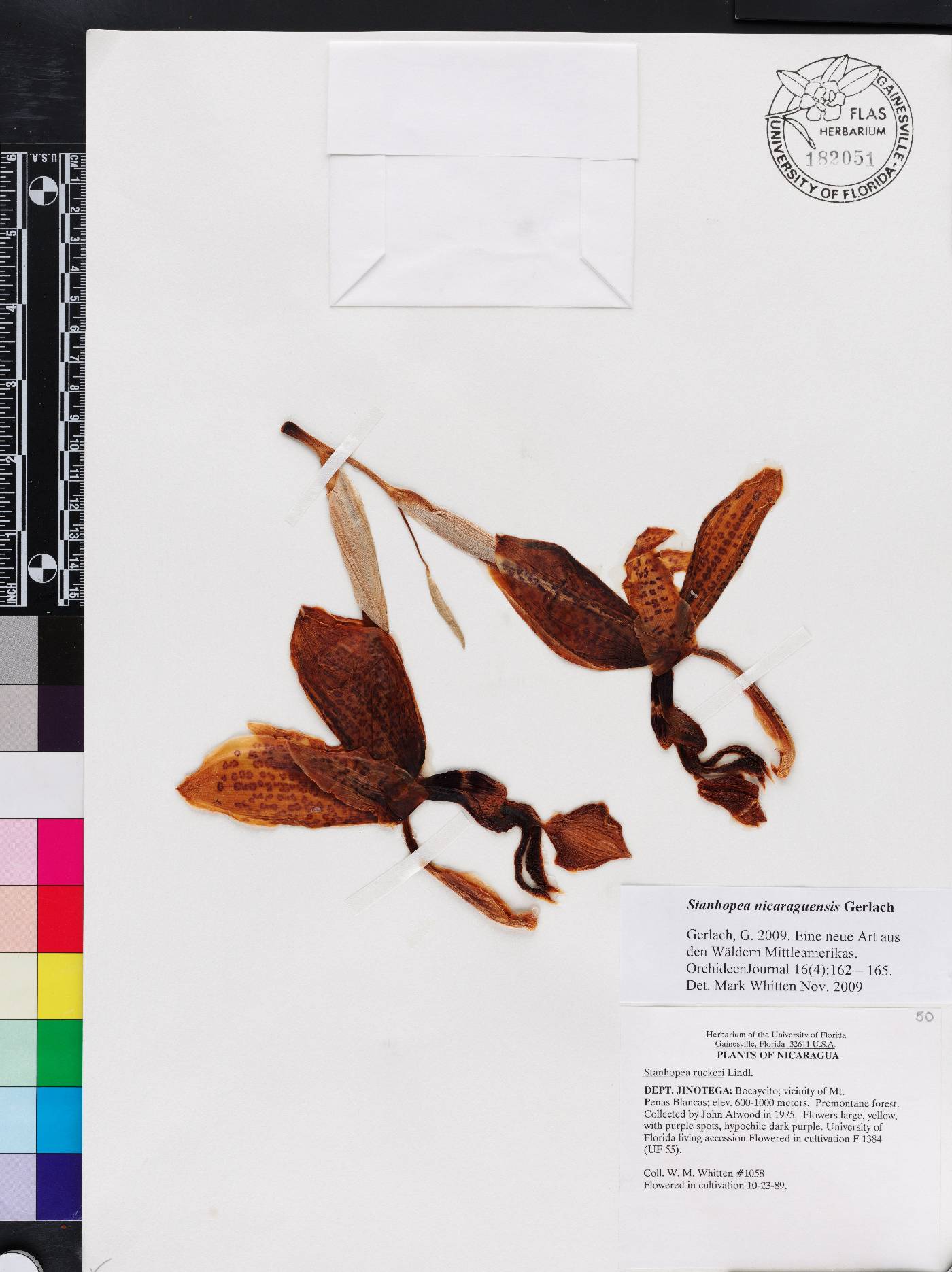 Stanhopea nicaraguensis image