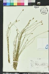 Eleocharis tuberculosa image