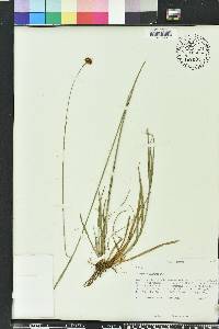 Rhynchospora baldwinii image