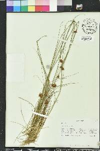 Rhynchospora harperi image