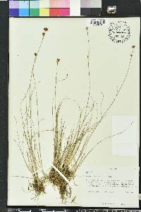 Rhynchospora pleiantha image