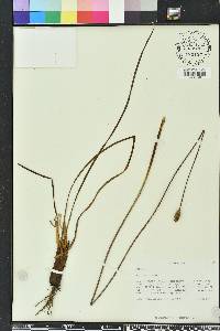 Xyris caroliniana image