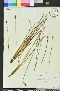 Xyris elliottii image