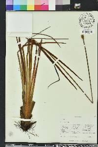 Xyris stricta image