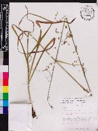 Stenanthium gramineum image