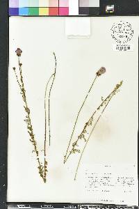 Dalea carnea image