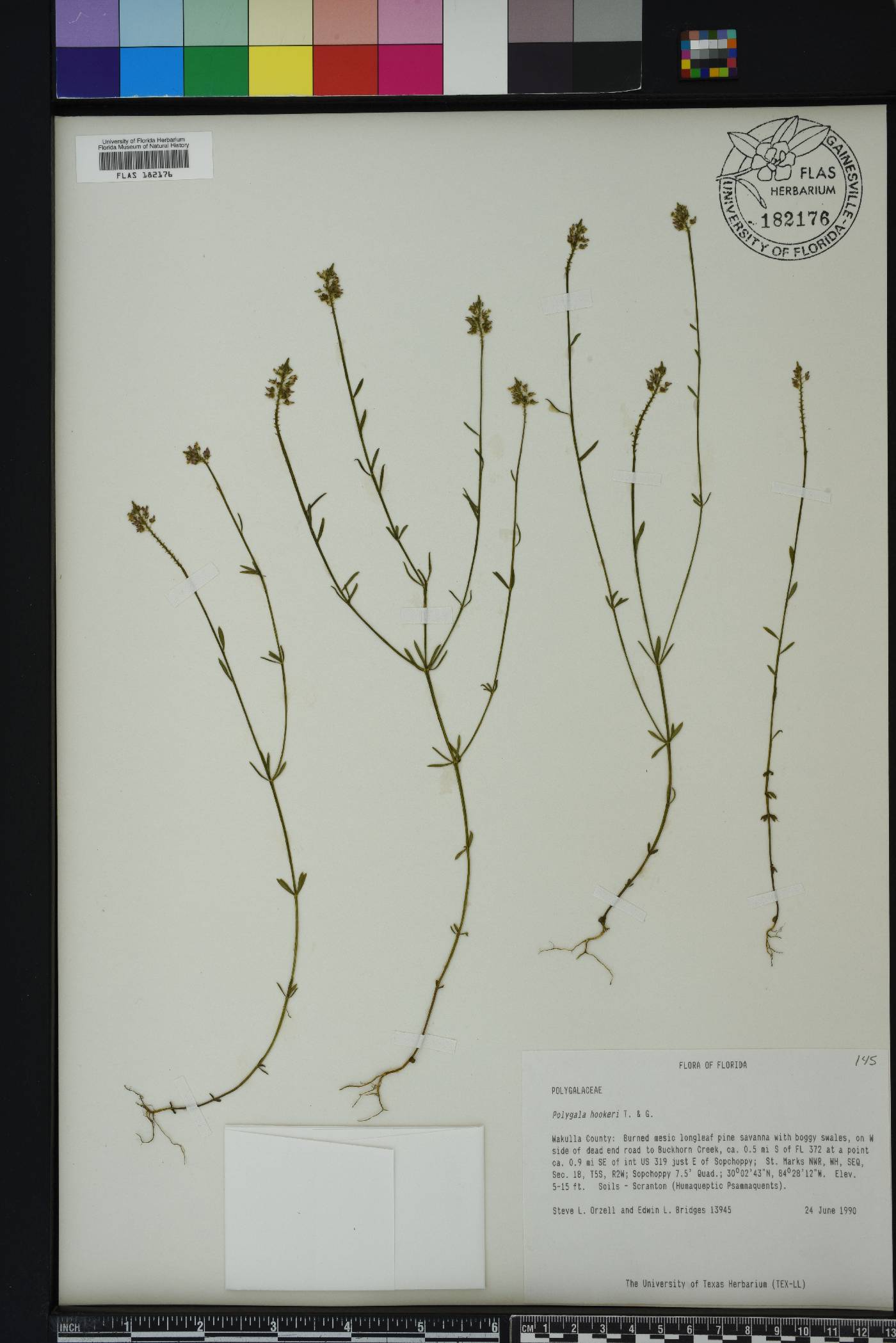 Polygala hookeri image