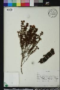 Hypericum fasciculatum image