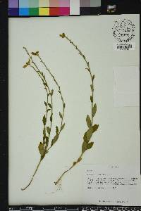 Piriqueta cistoides image