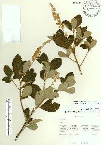 Clethra alnifolia image