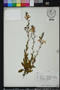 Bejaria racemosa image