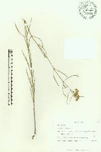 Asclepias viridula image