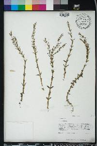 Gratiola ramosa image