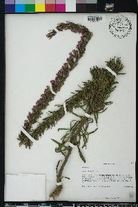 Liatris chapmanii image