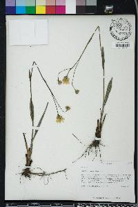 Pityopsis oligantha image