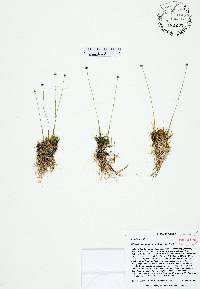 Eriocaulon nigrobracteatum image